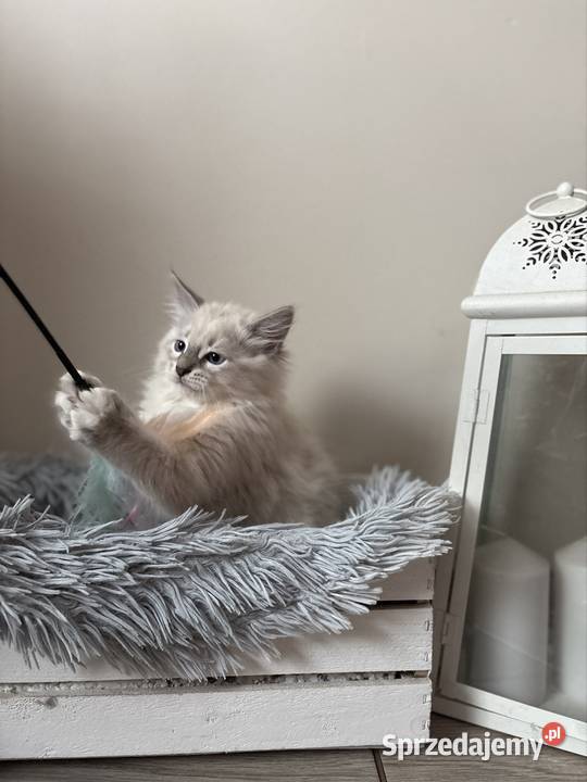 Kocurek Neva Masquerade Kępno