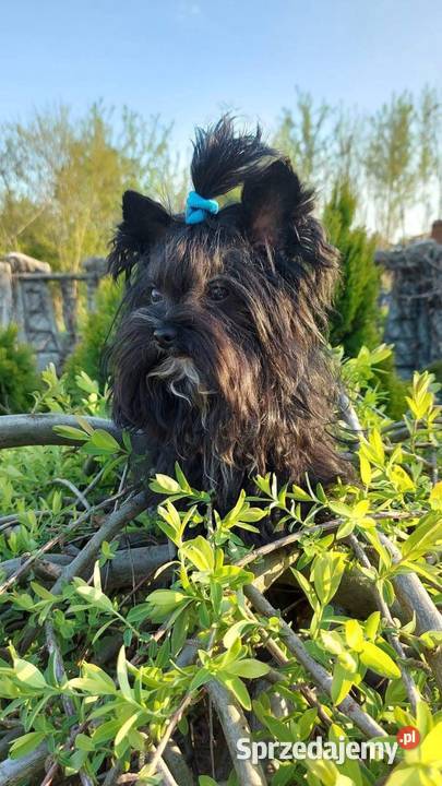 York Terrier Mini Wilków