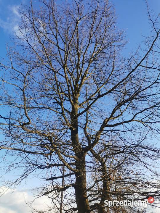 Dąb gruby Dęby na pniu 2 do samodzielnej wycinki Pozostałe