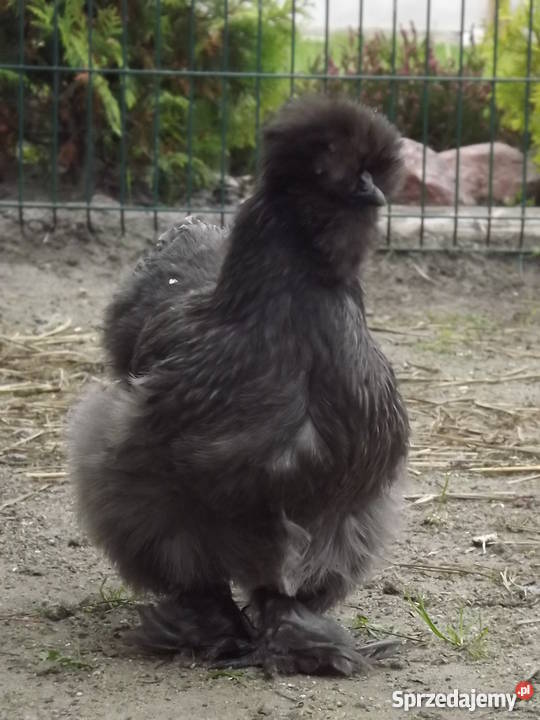 Silka jedwabista kurczęta Pozostałe zachodniopomorskie