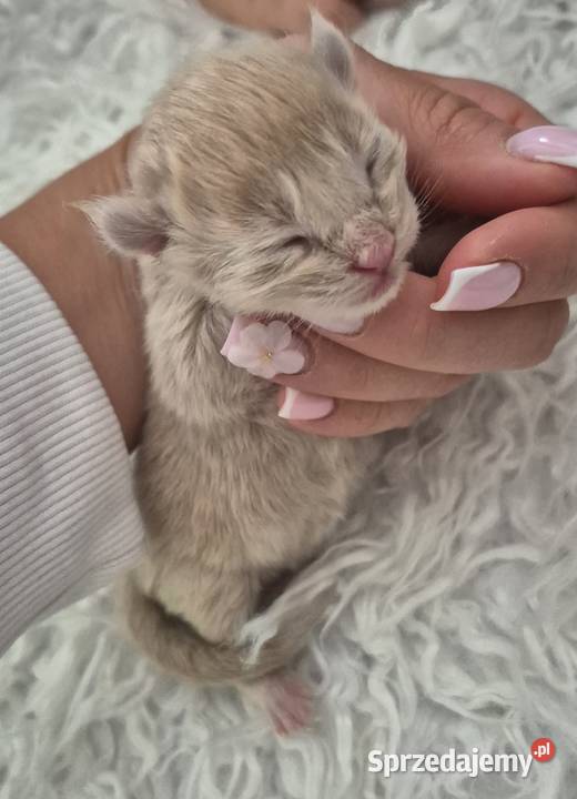 Maine Coon dwa kocurki do rezerwacji Kliniska Wielkie