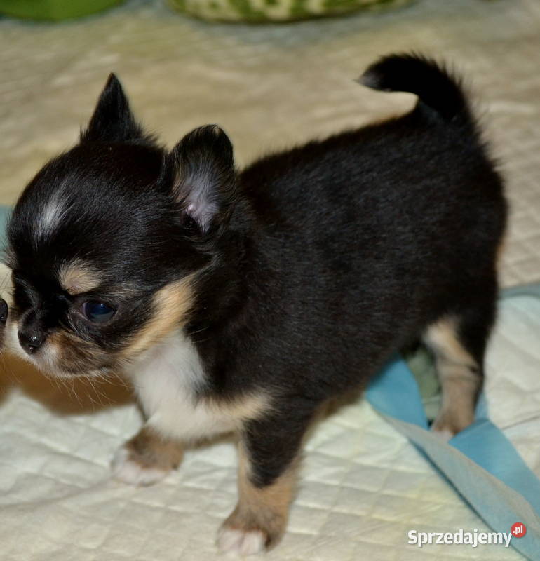 CHIHUAHUA PIĘKNE SUNIE TRICOLOR Warszawa