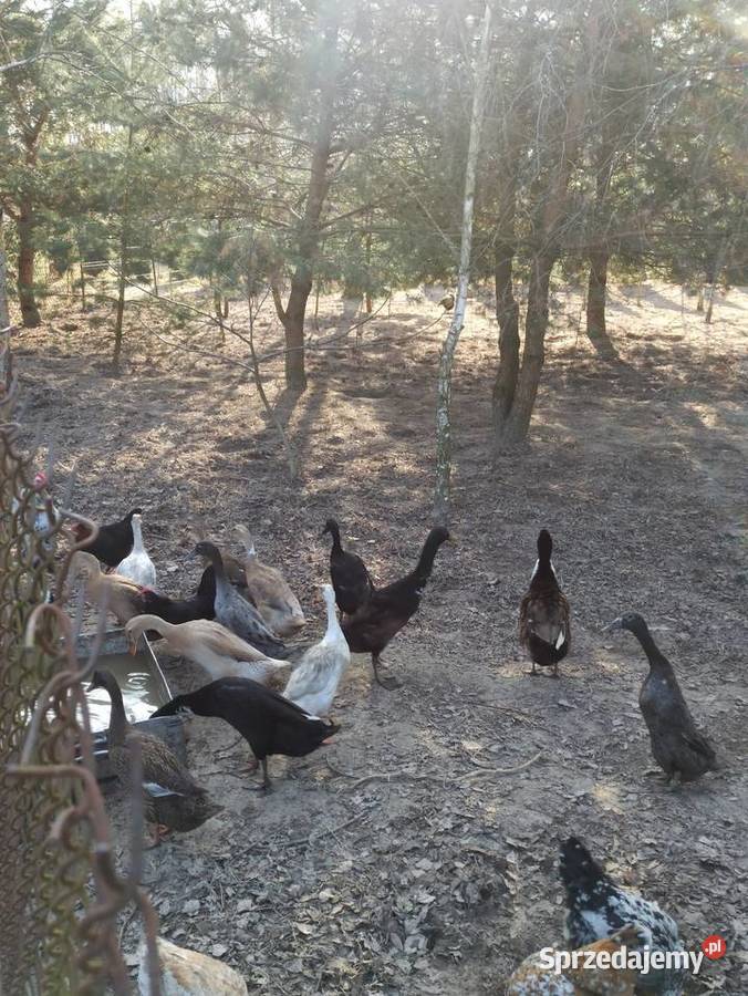 Jaja lęgowe biegusa biegus indyjski Krupe