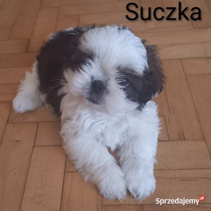 Szczenięta shih tzu z rodowodem Shih Tzu