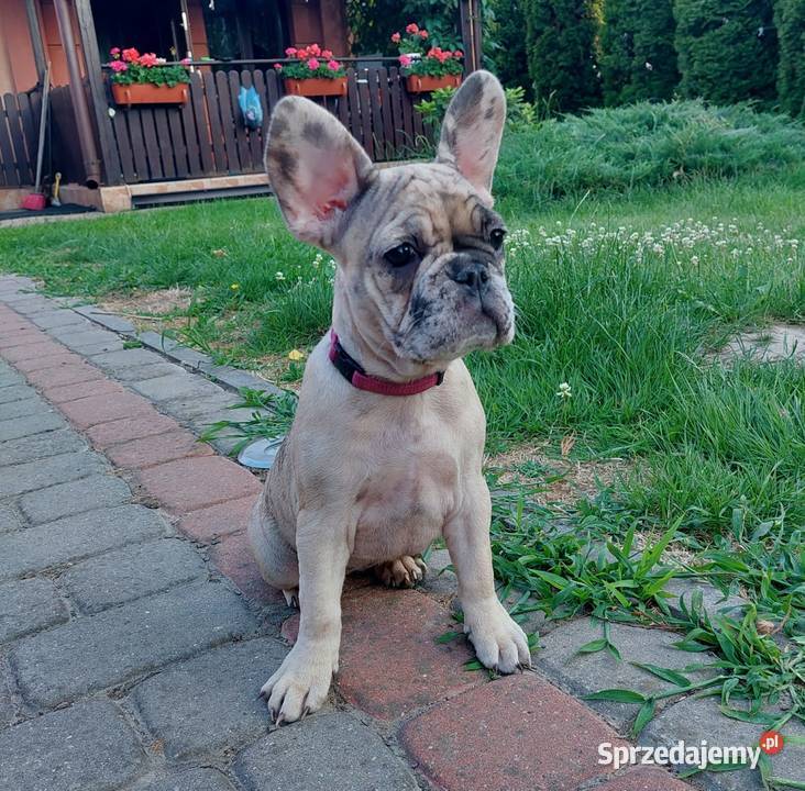 Buldog Francuski szczeniaki Mogielnica