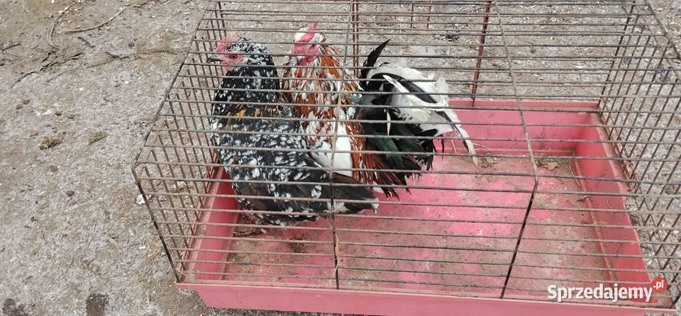 Liliputki porcelanowe 25r