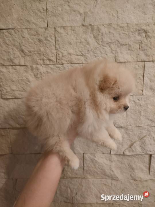 Szpic miniaturowy pomeranian Turek