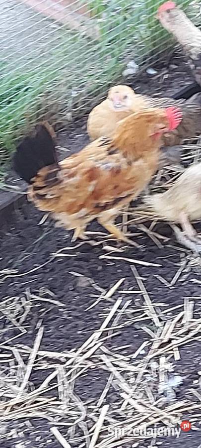 Koguty Liliput Liliputki Karzełek 14 tygodni