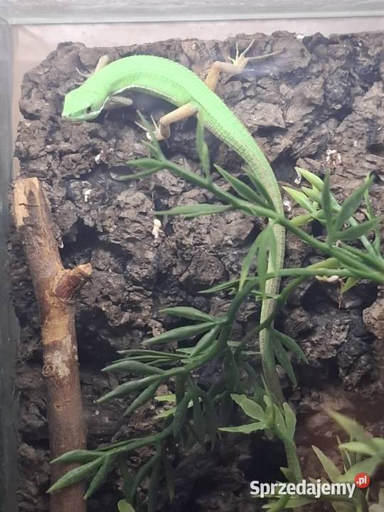 Jaszczurka Takydromus smaragdinus sprzedam