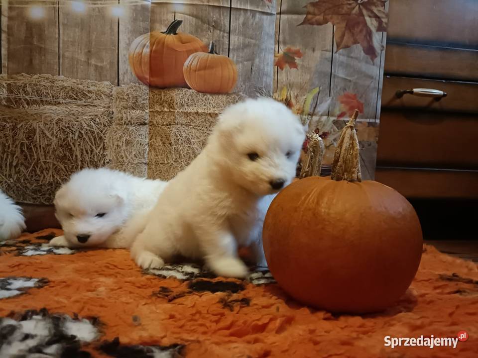 Rasowe szczeniaki samoyed Bukowno