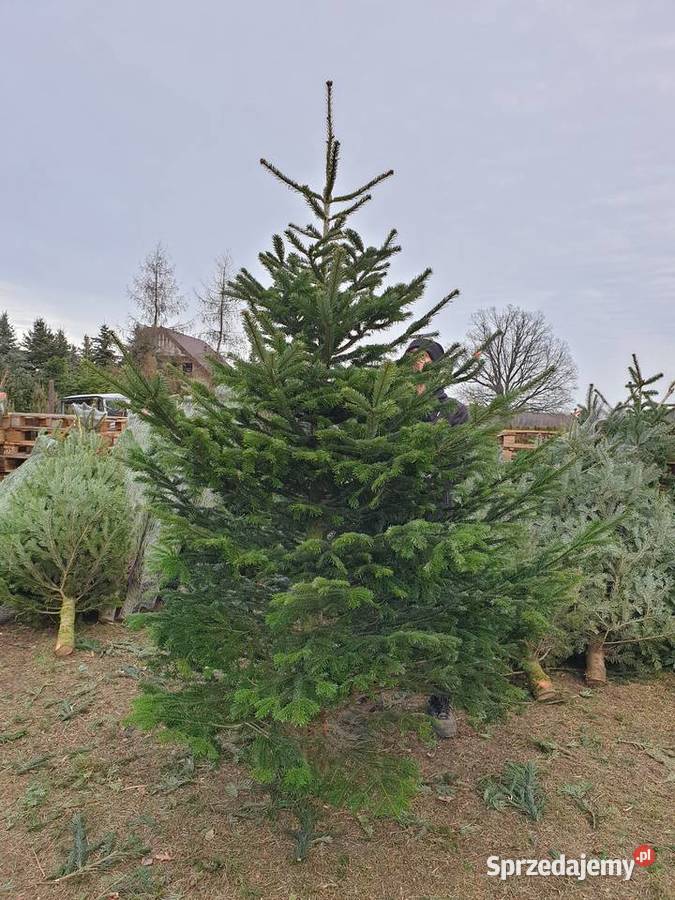 CHOINKA Świerk srebrny 80100 Szkółka Producent Rydzyny