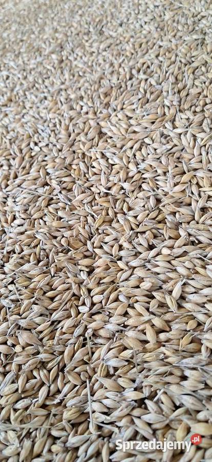 Pszenica jęczmień pszenżyto Leżajsk