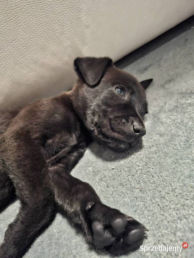 Szczeniak cane corso Kędzierzyn-Koźle