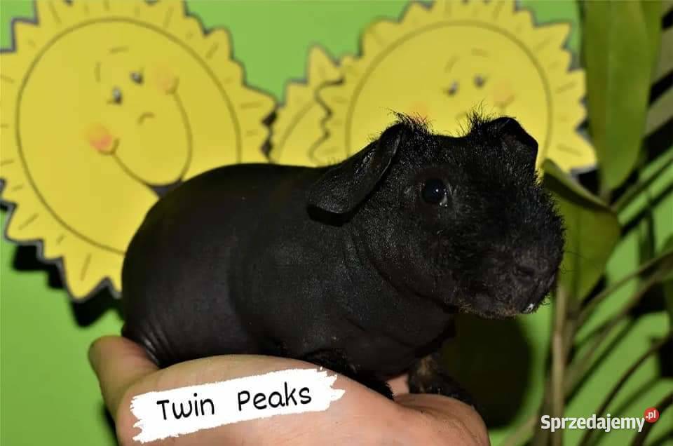 Świnka morska Skinny świnki łyse Rodowodowe sprzedam