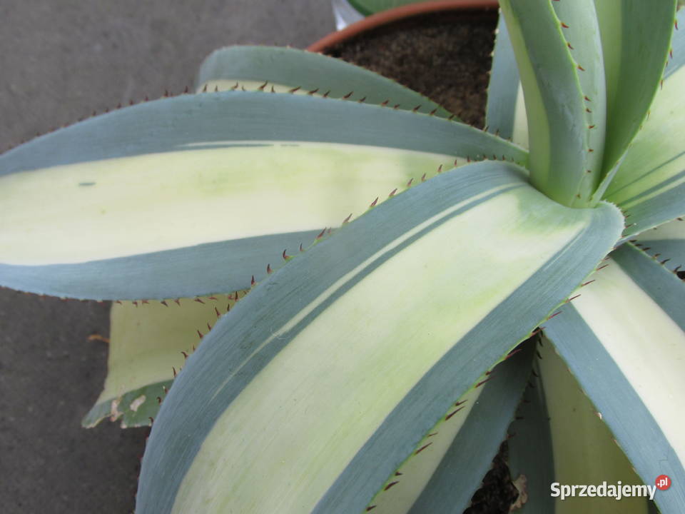 Unikatowa agawa kolekcjonerska Agave guiengola