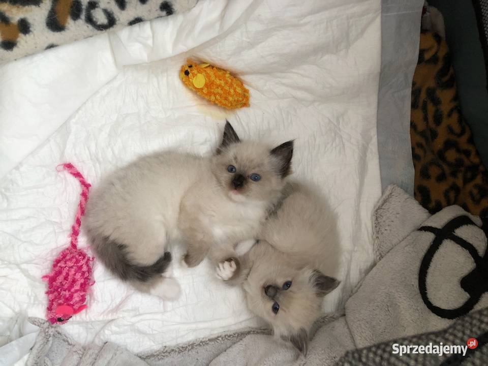 Kotki Ragdoll Olsztyn