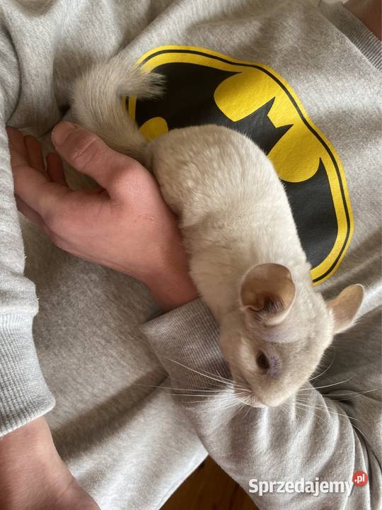 Szynszyla szynszyl szynszyle samczyk light tan