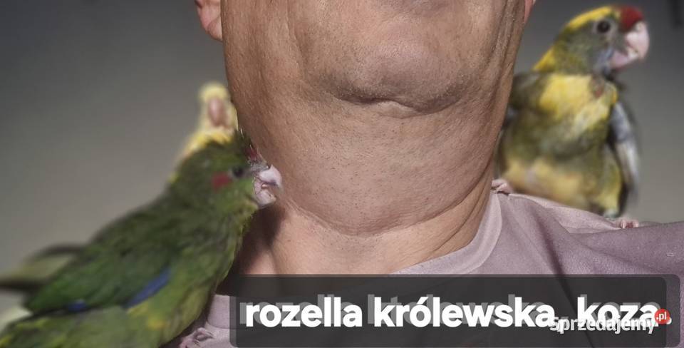 Ręcznie karmione nimfy aleksandretty obroźne łódzkie Sulejów