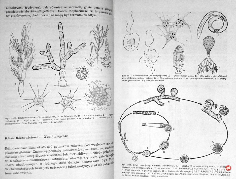 Świat roślin Cz 1234 Józef Prończuk Chełm