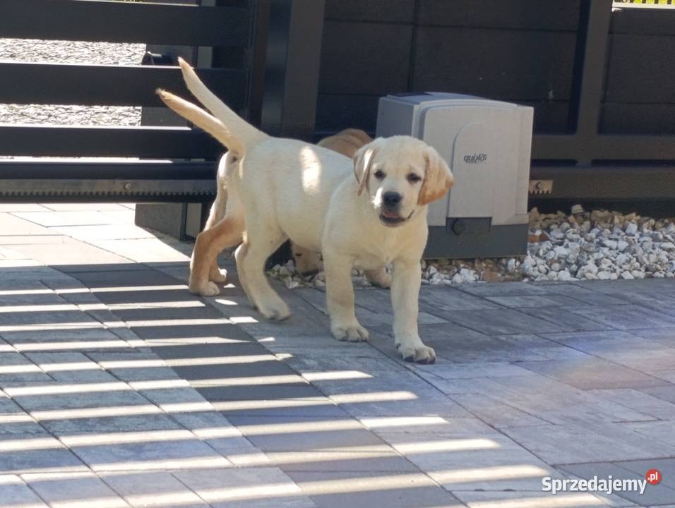 Labrador Milejowice
