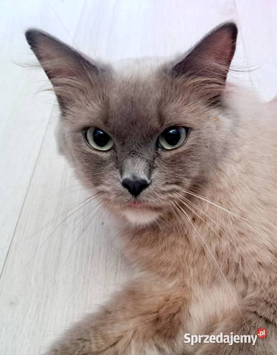 Ragdoll mink Cherubim Kraków sprzedam