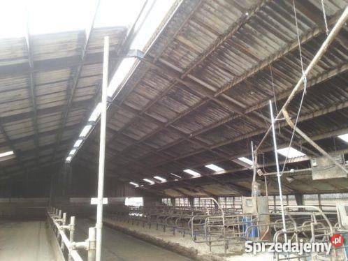 Hala stalowa 24x40 konstrukcja obora chlewnia ku Łęczyca