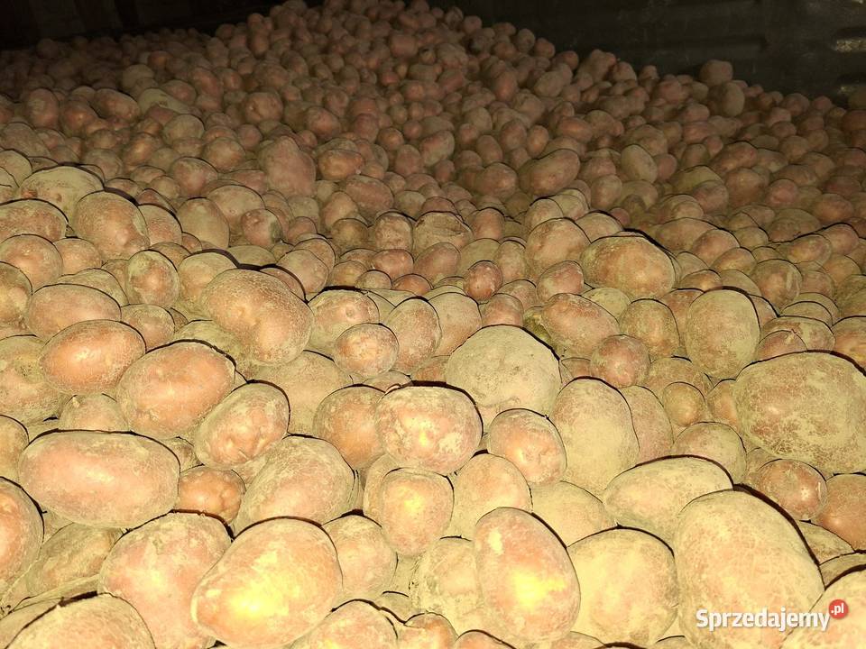 Sprzedam ziemniaki lubelskie Wola Przybysławska