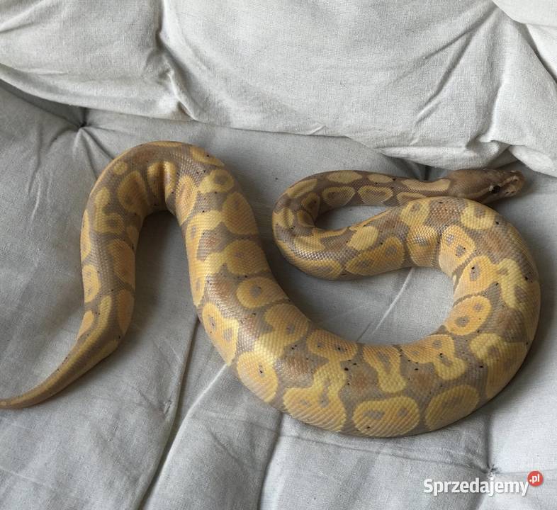 Wąż Królewski Banana śląskie Czeladź