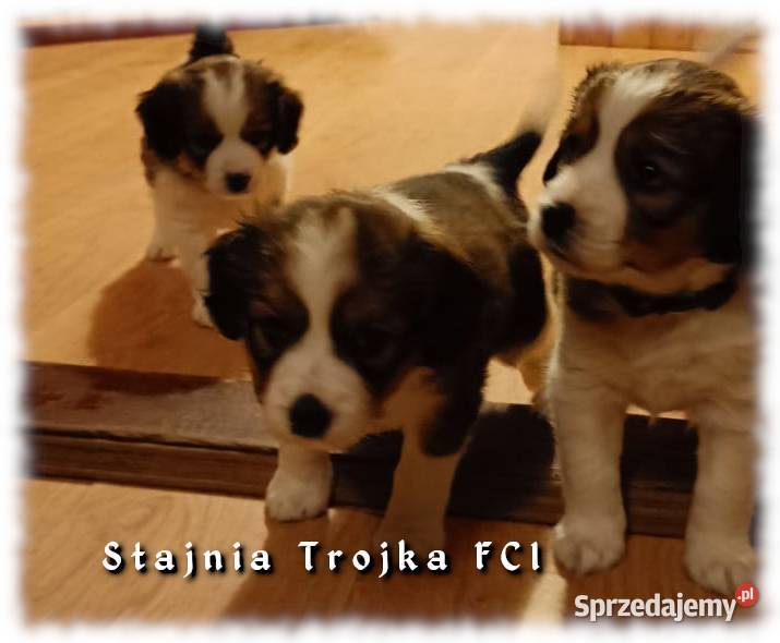 Do adopcji urocze szczeniaki rasy Kooikerhondje Pozostałe Zaświatycze