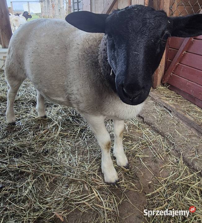 Baranki DORPER Owce baranek kastraty Cekcyn