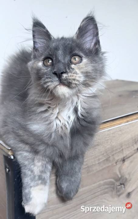 Maine Coon piękne kocięta Linia Shaded