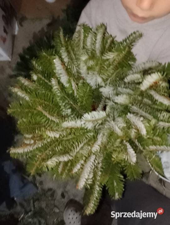 Wianki Bożonarodzeniowe różne Mszana Dolna