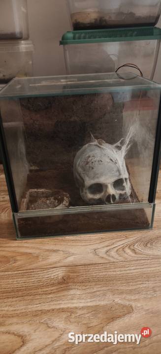 Terrarium 30 3030 z czaszka