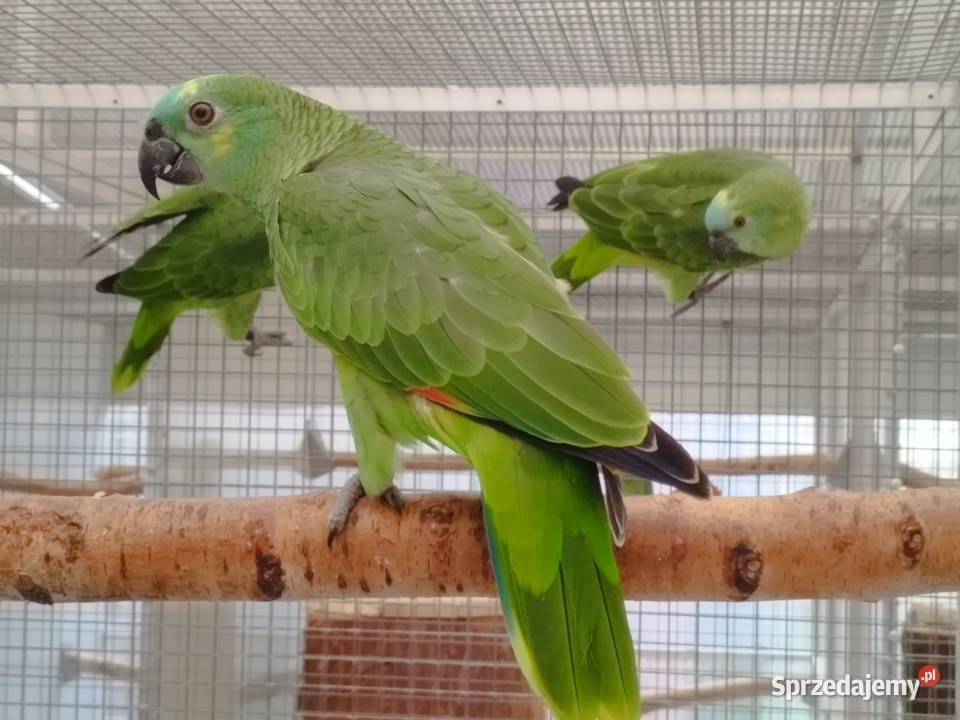 Amazonka niebieskoczelna