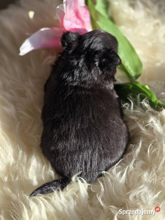Chihuahua Czarna Maleńka Sunia