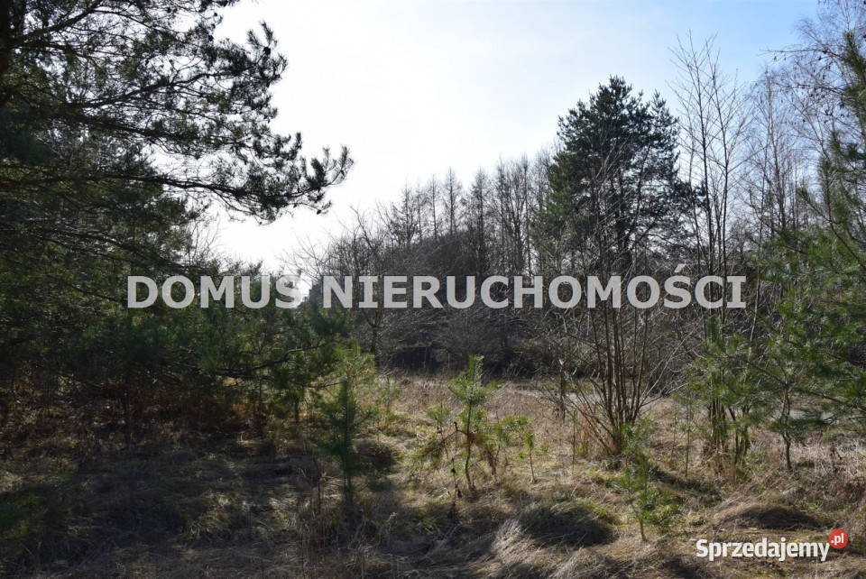 Grunt sprzedam Tworzyjanki 8000m2 łódzkie