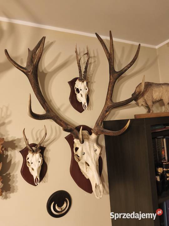 Poroże sprzedam Pozostałe podlaskie Białystok