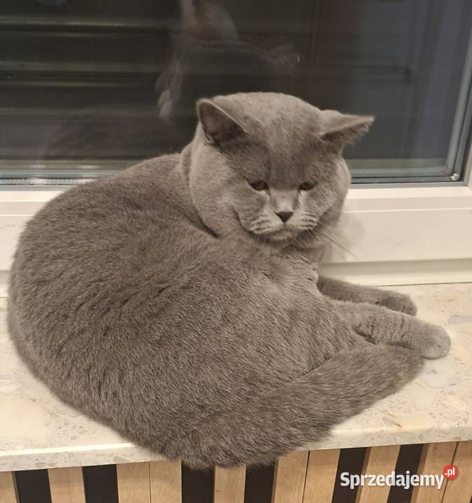 Kot brytyjski Chróścin