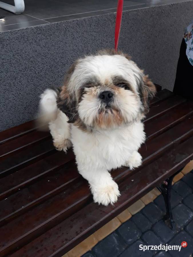 Shih Tzu reproduktor Przysucha sprzedam