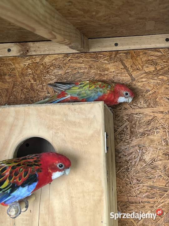 Rozella białolica para Otwock