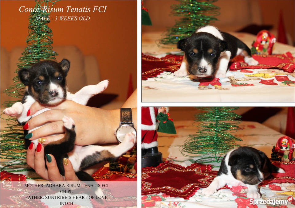 Szczeniaki Basenji Gdynia