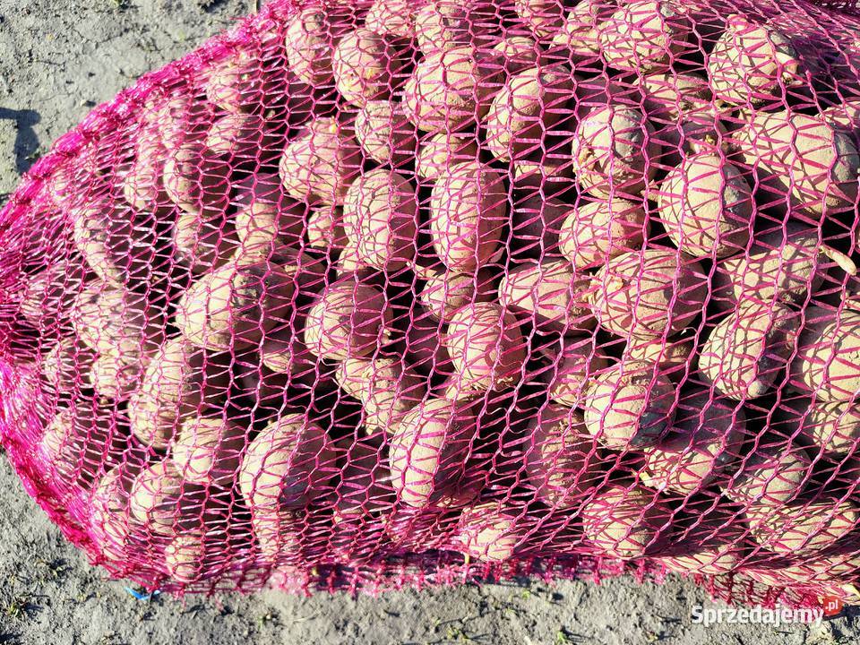 Sprzedam ziemniaki sadzeniaki odmiany Red Sonia Hrubieszów