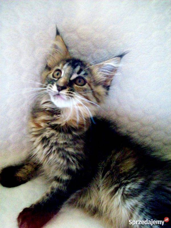 Kocięta Maine Coon Radom