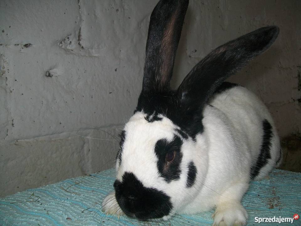 Króliki króle Samica srokacz OSC Łuków