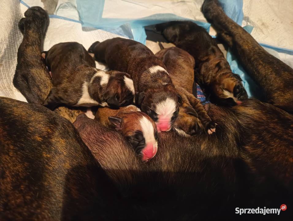 Szczeniaki bokser Łęczna