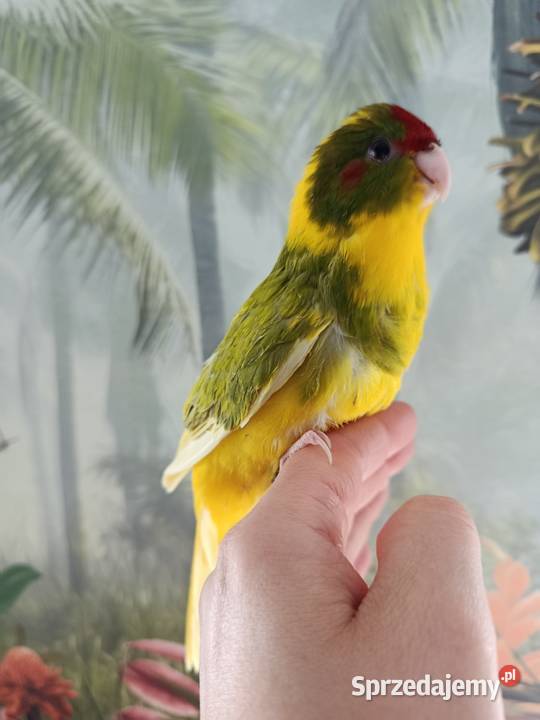 Papuga ręcznie karmiona koza modrolotka oswojona pomorskie Miastko