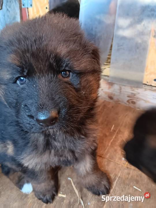 Owczarek niemiecki szczenię pies piesek Lubartów