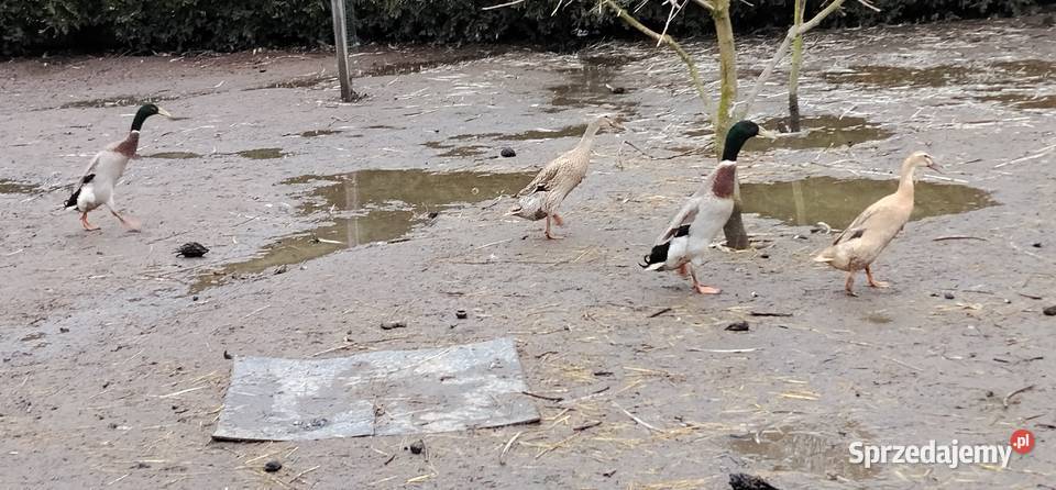 Biegusy indyjskie 2025r Drób i ptactwo