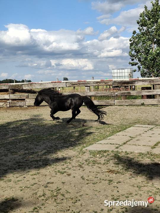 Kuc szetlandzki Rokiciny