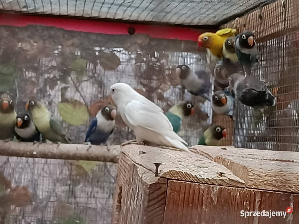 Nierozłączki Garwolin sprzedam